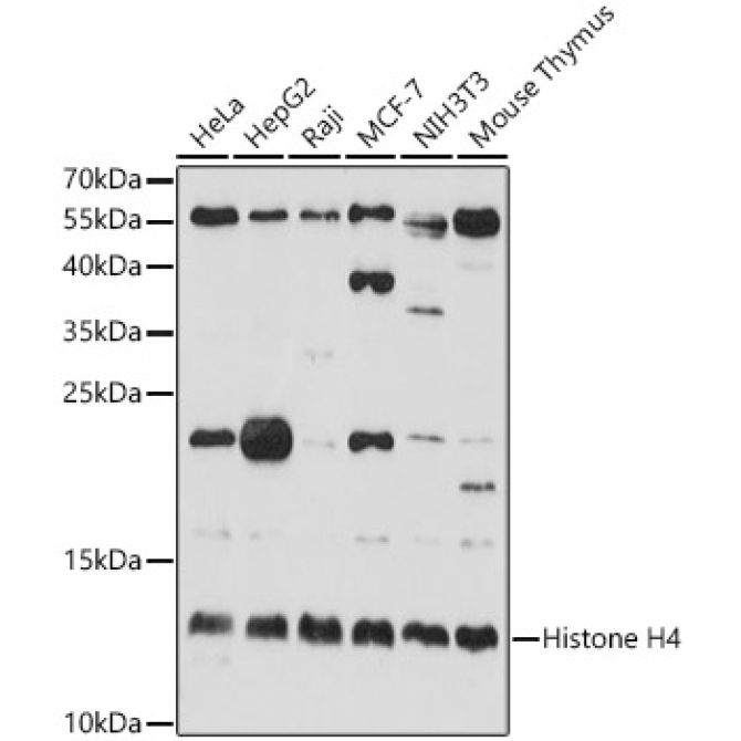 Histone H4 Rabbit Polyclonal Antibody