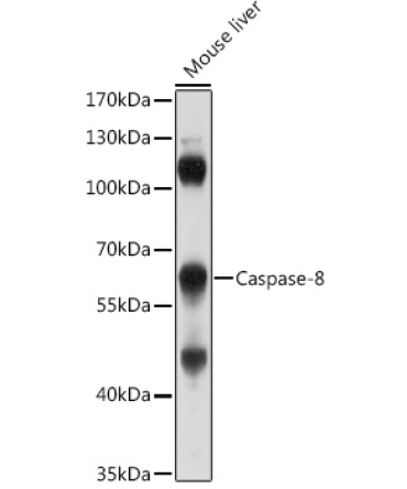 Caspase-8 Rabbit Polyclonal Antibody