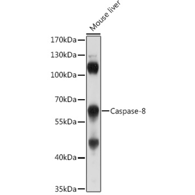 Caspase-8 Rabbit Polyclonal Antibody