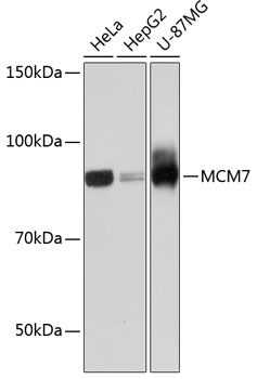 MCM7 Rabbit Monoclonal Antibody