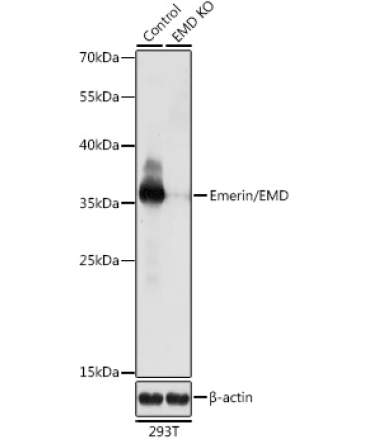 Emerin/EMD Rabbit Polyclonal Antibody