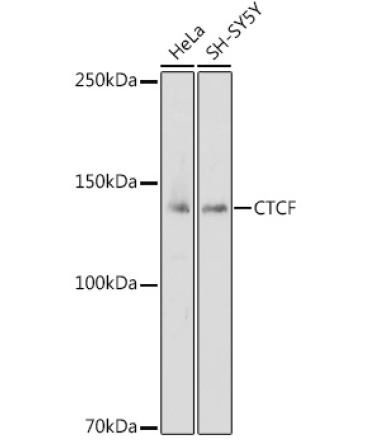 CTCF Rabbit Polyclonal Antibody