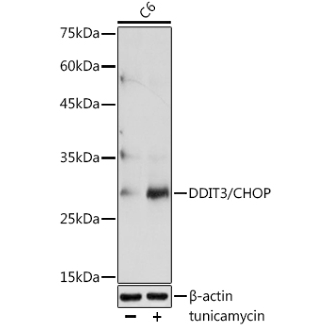 DDIT3/CHOP Rabbit Polyclonal Antibody