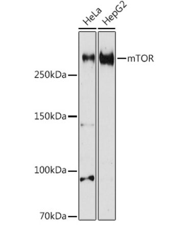 mTOR Rabbit Polyclonal Antibody