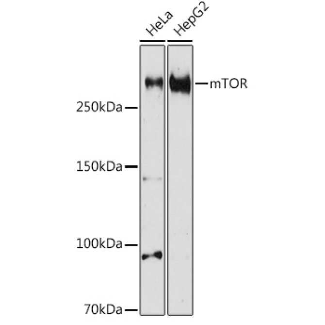 mTOR Rabbit Polyclonal Antibody