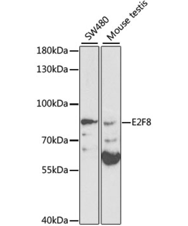 E2F8 Rabbit Polyclonal Antibody