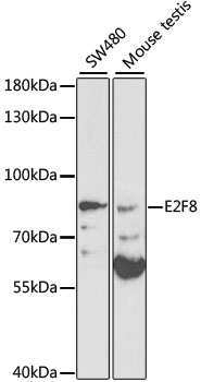 E2F8 Rabbit Polyclonal Antibody