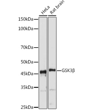 GSK3Beta Rabbit Polyclonal Antibody