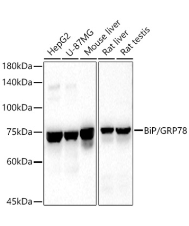 BiP/GRP78 Rabbit Polyclonal Antibody