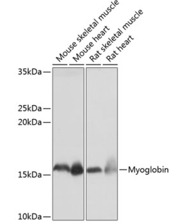 Myoglobin Rabbit Monoclonal Antibody