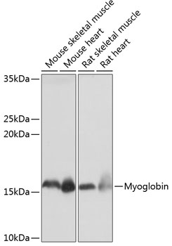 Myoglobin Rabbit Monoclonal Antibody