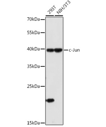 c-Jun Rabbit Polyclonal Antibody