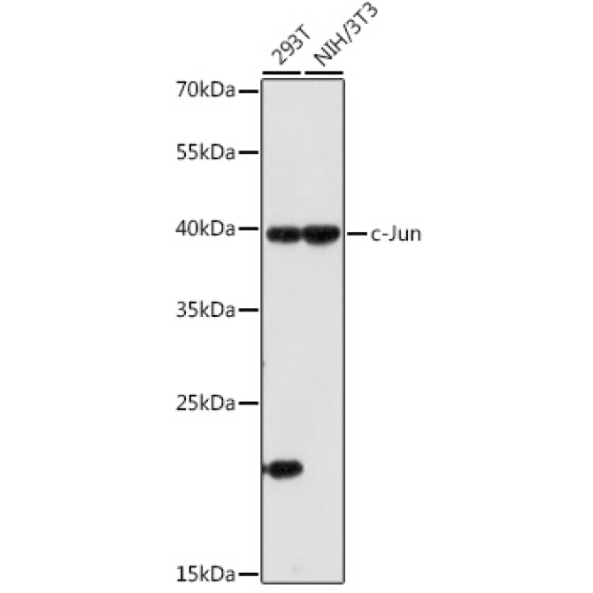 c-Jun Rabbit Polyclonal Antibody