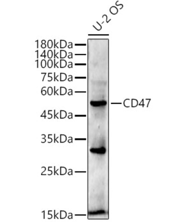 CD47 Rabbit Monoclonal Antibody