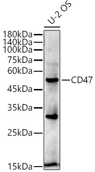 CD47 Rabbit Monoclonal Antibody