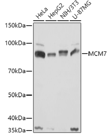 MCM7 Rabbit Polyclonal Antibody