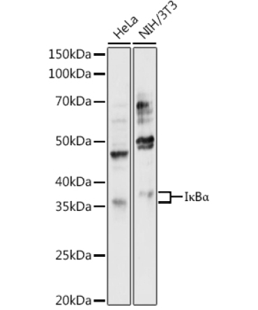 I?BAlpha Rabbit Polyclonal Antibody