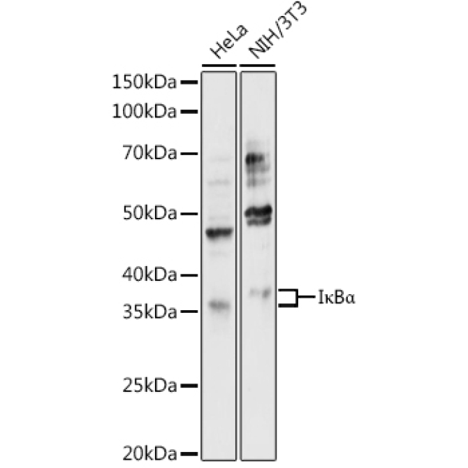 I?BAlpha Rabbit Polyclonal Antibody