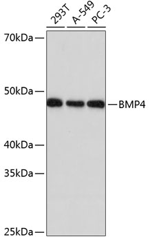 BMP4 Rabbit Monoclonal Antibody