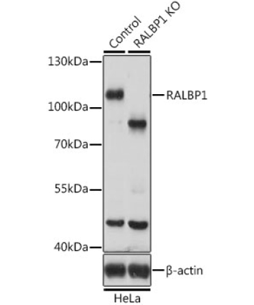 RALBP1 Rabbit Polyclonal Antibody [KO Validated]