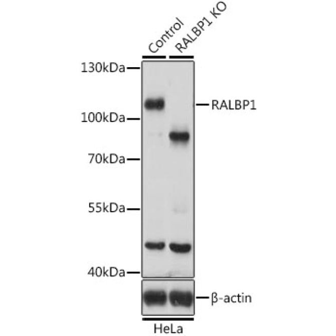 RALBP1 Rabbit Polyclonal Antibody [KO Validated]