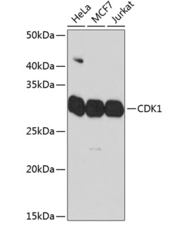 CDK1 Rabbit Monoclonal Antibody