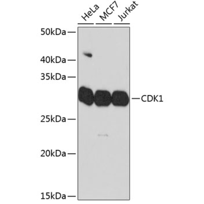CDK1 Rabbit Monoclonal Antibody
