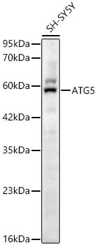 ATG5 Rabbit Polyclonal Antibody