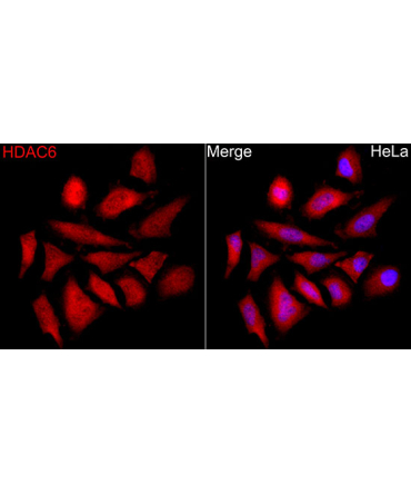 HDAC6 Rabbit Polyclonal Antibody