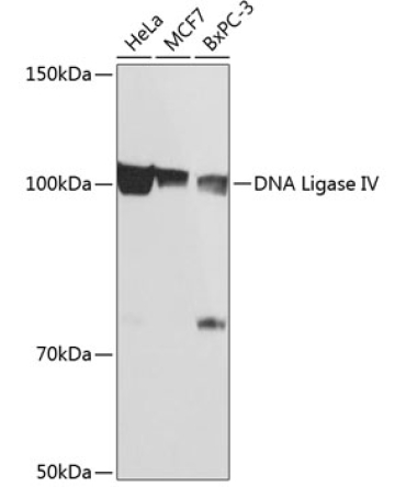DNA Ligase IV Rabbit Monoclonal Antibody