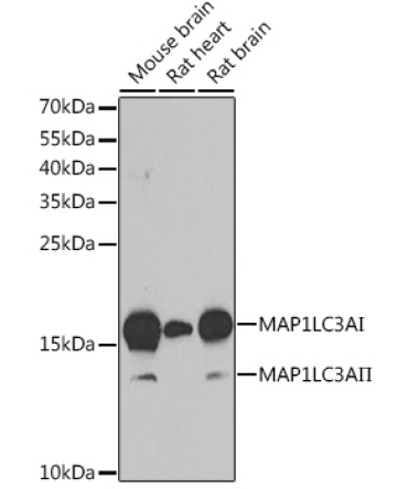 MAP1LC3A Rabbit Polyclonal Antibody