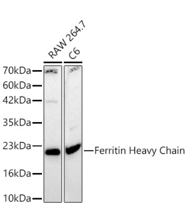 Ferritin Heavy Chain Rabbit Polyclonal Antibody