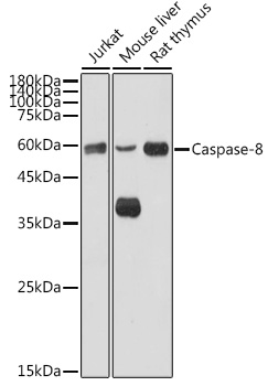 Caspase-8 Rabbit Polyclonal Antibody
