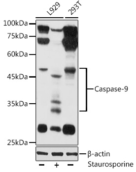 Caspase-9 Rabbit Polyclonal Antibody