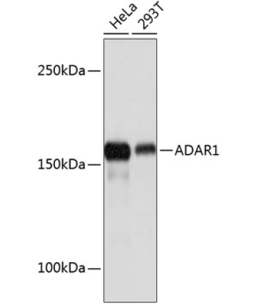 ADAR1 Rabbit Monoclonal Antibody