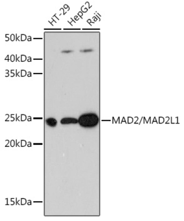 MAD2/MAD2L1 Rabbit Monoclonal Antibody