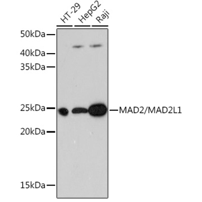 MAD2/MAD2L1 Rabbit Monoclonal Antibody