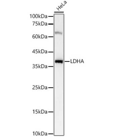 LDHA Rabbit Polyclonal Antibody