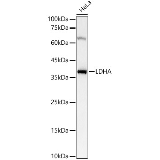 LDHA Rabbit Polyclonal Antibody