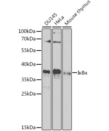 I?BAlpha Rabbit Polyclonal Antibody