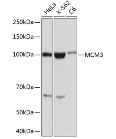 MCM3 Rabbit Monoclonal Antibody