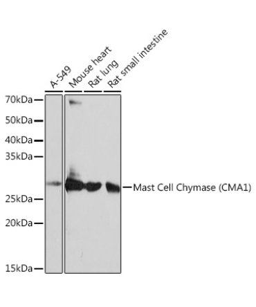 Mast Cell Chymase (CMA1) Rabbit Monoclonal Antibody