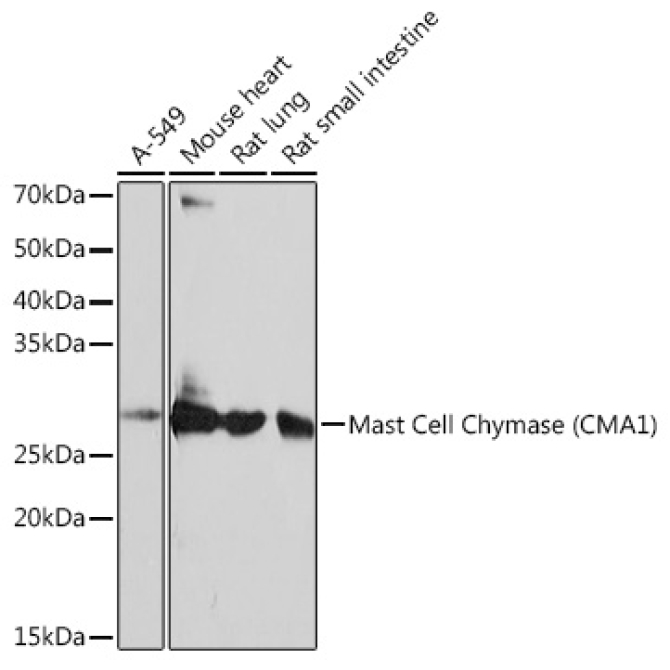 Mast Cell Chymase (CMA1) Rabbit Monoclonal Antibody