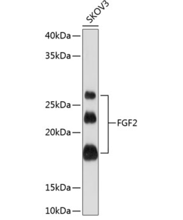 FGF2 Rabbit Monoclonal Antibody