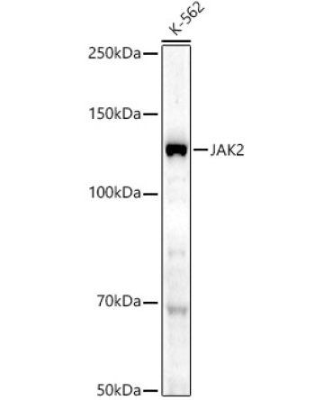 JAK2 Rabbit Polyclonal Antibody