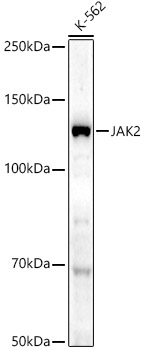 JAK2 Rabbit Polyclonal Antibody