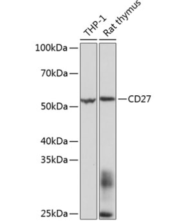 CD27 Rabbit Monoclonal Antibody