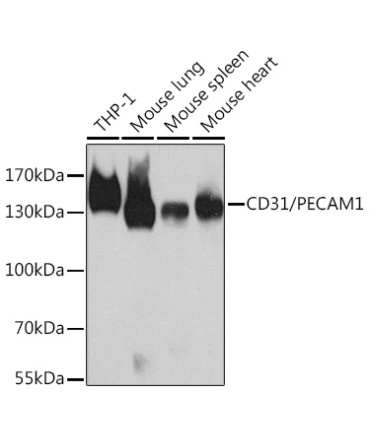 CD31/PECAM1 Rabbit Polyclonal Antibody