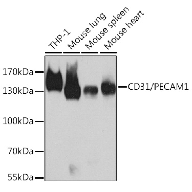 CD31/PECAM1 Rabbit Polyclonal Antibody