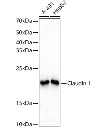 Claudin 1 Rabbit Monoclonal Antibody